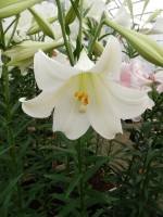 [4124 White Fox ST No02.JPG]